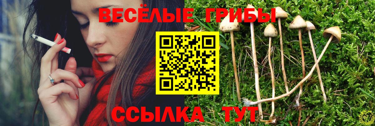 Буйнакск  Псилоцибиновые грибы MAGIC MUSHROOMS  Вход с VPN 